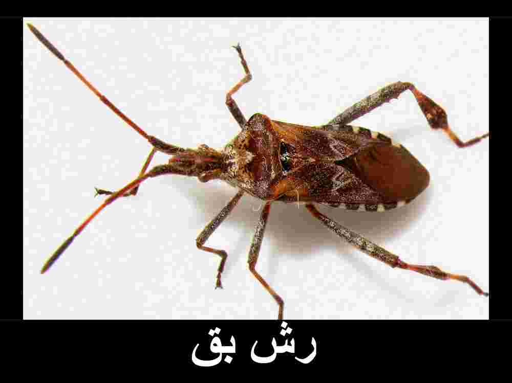 شركة مكافحة البق 